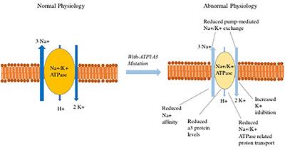 Paroxysmal Genetic Movement Disorders and Epilepsy